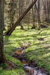 Frühling, erstes Grün im Bruchwald