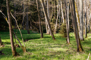 Frühling, erstes Grün im Bruchwald