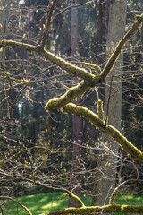 Frühling, erstes Grün im Bruchwald