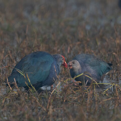 Grey-headed Swamphen