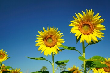 Photo of sunflowers in the morning in the sunflower field