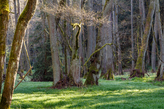 Fr&uuml;hling, erstes Gr&uuml;n im Bruchwald