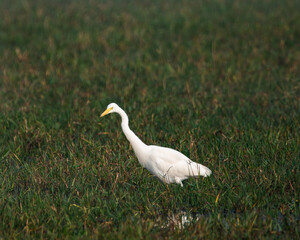 Bird or Wildlife captured at Sultanpur Bird Sanctuary, Haryana, India