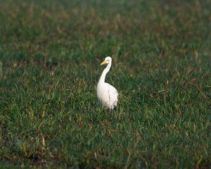 Bird or Wildlife captured at Sultanpur Bird Sanctuary, Haryana, India