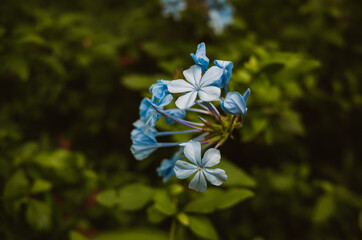 Blue flowers