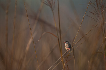Bird or Wildlife captured at Sultanpur Bird Sanctuary, Haryana, India