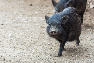 vietnamesisches Hängebauchschwein auf natürlichem Untergrund