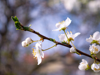 Spring flowers on the branches of an apricot tree. Warm weather. Hi spring. Background for a card with flowers. Delicate white petals. Blooming fruit trees. Blurred background. Empty space for text.
