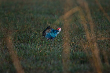 Bird or Wildlife captured at Sultanpur Bird Sanctuary, Haryana, India