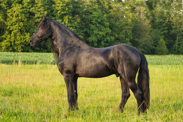 A beautiful black friesian horse, photographed at golden hour.