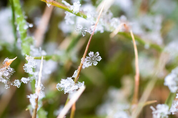 日本の雪の風景、草についた雪の結晶のクローズアップ