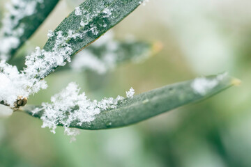 日本の雪の風景、オリーブの葉っぱに積もる粉雪
