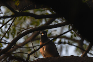 Bird or Wildlife captured at Sultanpur Bird Sanctuary, Haryana, India