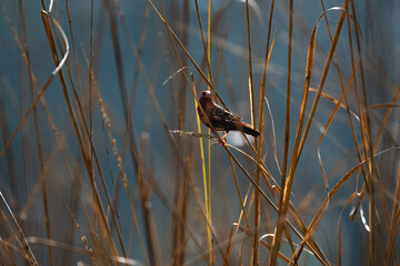Bird or Wildlife captured at Sultanpur Bird Sanctuary, Haryana, India