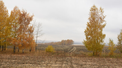 autumn in the park