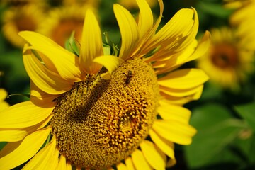 Photo of sunflowers and bees in the sunflower field
