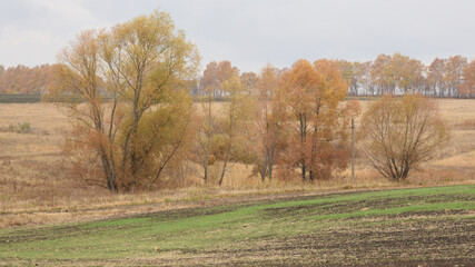 autumn in the forest