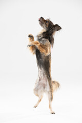 Mongrel dog stands on one leg against a white background and asks for a treat. Multi-breed dog.