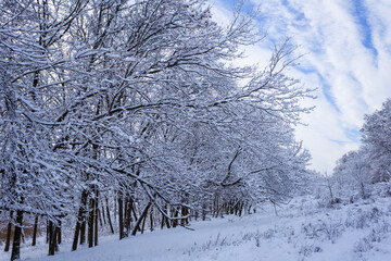 winter snowbound forest at the bright day