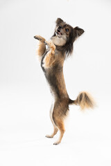 Mongrel dog stands on two legs against a white background and asks for a treat. Multi-breed dog.