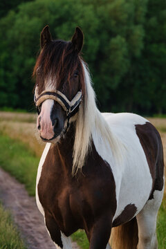 Portrait of a beautiful tinker horse.