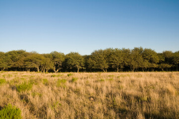 Pampas forest environment, La Pampa province, Argentina.