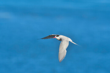 Fototapeta premium Sandwich Tern in flight, Patagonia Argentina.