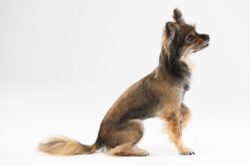 Brown and black mongrel dog sits on white background. Multi-breed dog.