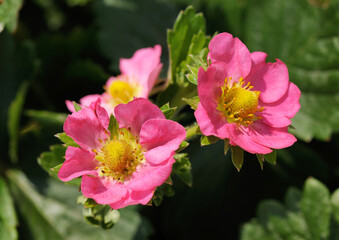 Pink flowers of strawberries