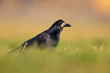 A rook (Corvus frugilegus) foraging in the grass photographed from a low angle.