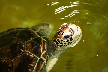 Foto op Aluminium A large turtle with an open mouth looks out of the water. © Nataliya