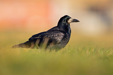 A rook (Corvus frugilegus) foraging in the grass photographed from a low angle.