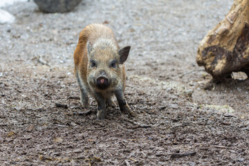Minischwein läuft auf natürlichem Untergrund