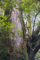 Winter Yaskuhima forest in Kyusyu Japan(World Heritage in Japan)