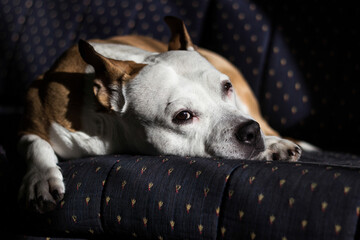 Beautiful purebred terrier sleeping on a bed