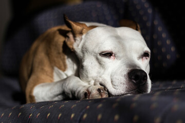 Beautiful purebred terrier sleeping on a bed
