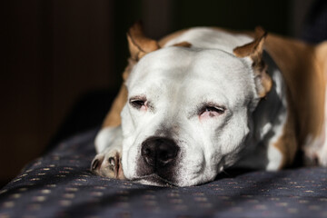 Beautiful purebred terrier sleeping on a bed