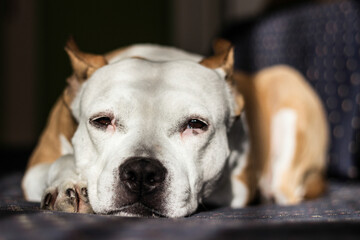 Beautiful purebred terrier sleeping on a bed