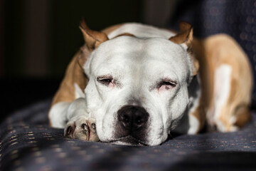 Beautiful purebred terrier sleeping on a bed