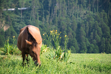 Wild horses (cape horses) and landscape photos at Cape Toimisaki