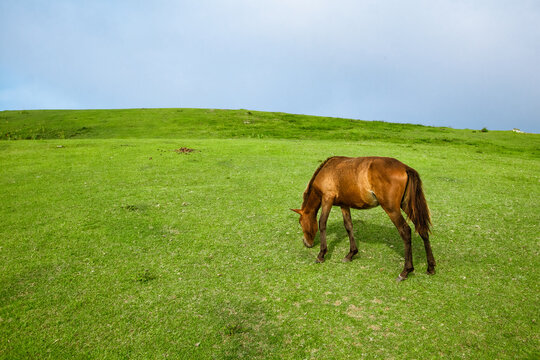 Wild horses (cape horses) and landscape photos at Cape Toimisaki