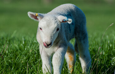 lamb licking lips 