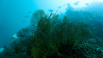 Fototapeta na wymiar Underwater photo from coral reef in the deep