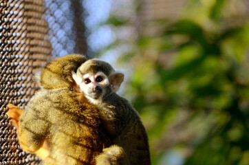 Obraz premium リスザル