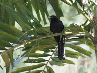 Asian Koel, Male, Eudynamys scolopaceus, perched on a tree branch, morning light, red eye, black feather - Powered by Adobe