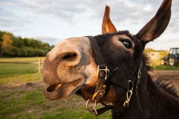 Zelfklevend Fotobehang donkey making faces © keith