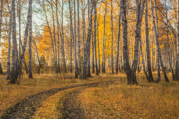 Yellow autumn birch forest