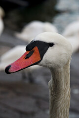 white swan portrait on the background of flock of white swans feeding in the port in winter