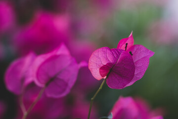 Beautiful colorful bougainvillea flowers blossom. Selective focus