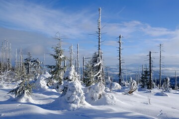 Windbreaks and withered spruce trees attacked by the spruce bark beetle in the Nature Reserve on Policy in winter scenery. Beskid Zywiecki, Poland